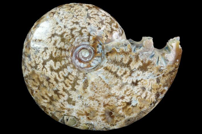 Polished, Agatized Ammonite (Cleoniceras) - Madagascar #97348